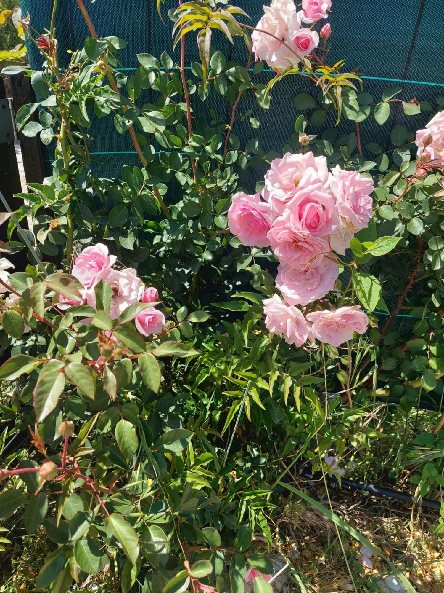 Shanti Farm Meco 세심브라 외부 사진